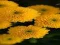 Chrysanthemums Jigsaw เกมออนไลน์