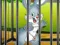 Rabbits Carrot Conundrum เกมออนไลน์