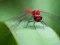 Dragon Fly Jigsaw เกมออนไลน์