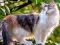 Rotate Puzzle - Cats and Dogs เกมออนไลน์