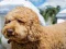 Labradoodle Jigsaw เกมออนไลน์