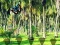 Rescue Tasmanian Tiger เกมออนไลน์