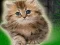 Couple Kitten Escape เกมออนไลน์