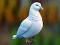 Realistic Pigeon Rescue เกมออนไลน์