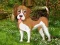 Flower Garden Dog Escape เกมออนไลน์