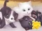 Jigsaw Puzzle: Playing Cats เกมออนไลน์