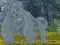 Help The Hungry Chimpanzee เกมออนไลน์