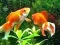 Blue Fish Escape เกมออนไลน์