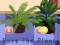 Save the Plants เกมออนไลน์