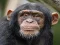 Chimpanzee Jigsaw เกมออนไลน์