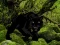 Escape from Black Panther Forest เกมออนไลน์