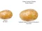 Potato Construct 2 Edition เกมออนไลน์