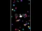 Pop Ball เกมออนไลน์
