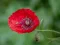 Poppy Nature Flower Jigsaw เกมออนไลน์