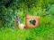 Return To Alsunga Forest เกมออนไลน์