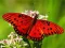 Nature Jigsaw Puzzle Butterfly เกมออนไลน์