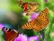 Butterfly Slide เกมออนไลน์