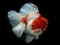 Gold Fish Jigsaw Puzzle เกมออนไลน์