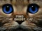 Find the Ghost Cat เกมออนไลน์