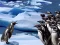 Penguins Slide เกมออนไลน์