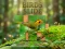 Birds Slide เกมออนไลน์