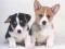 Cute Puppies Puzzle เกมออนไลน์