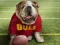 Funny Doggy เกมออนไลน์