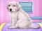 Labrador at the doctor salon เกมออนไลน์