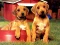 Puppy Pairs Puzzle เกมออนไลน์