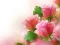 Pink Roses เกมออนไลน์