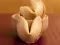 Fortune Cookies เกมออนไลน์