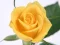 Yellow Roses เกมออนไลน์