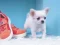 Lovely Puppy Puzzle เกมออนไลน์