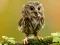 Animal Hidden Stars เกมออนไลน์