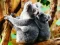 Cute Baby Koala Bear เกมออนไลน์
