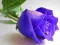 Blue Roses เกมออนไลน์