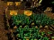 Pixel Farm เกมออนไลน์