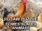 Jigsaw Puzzle Domesticated Animals เกมออนไลน์