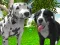 Dog Simulator 3d เกมออนไลน์