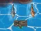 Titanic Shark Attacks เกมออนไลน์