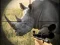 Wild Rhino Hunter เกมออนไลน์