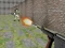 Bullet Fire เกมออนไลน์