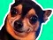 What meme dog are you ? เกมออนไลน์