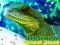 Chinese Water Dragon Jigsaw เกมออนไลน์