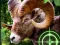 Crazy Goat Hunter 2020 เกมออนไลน์