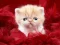 Funny Kitty เกมออนไลน์
