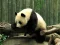 Pandas Puzzle เกมออนไลน์