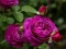 Purple Roses เกมออนไลน์