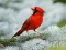 Birds Puzzle เกมออนไลน์