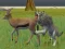 Wolf Life Simulator เกมออนไลน์